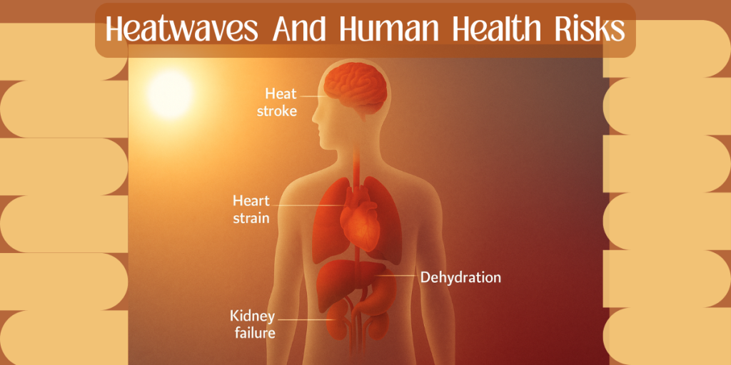 Illustration of human body under heat stress with sun exposure, showing heat stroke, heart strain, kidney failure, and dehydration during heatwaves and human health risks.