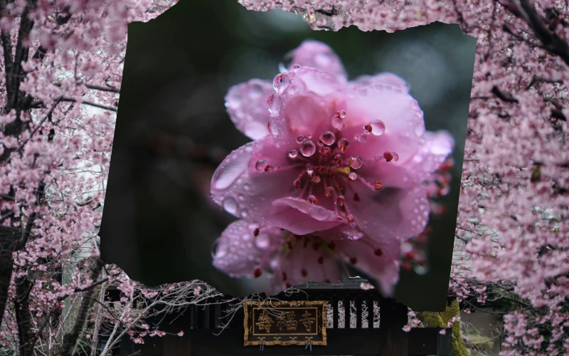 Close-up of a pink cherry blossom covered in raindrops, symbolizing the fragility of nature