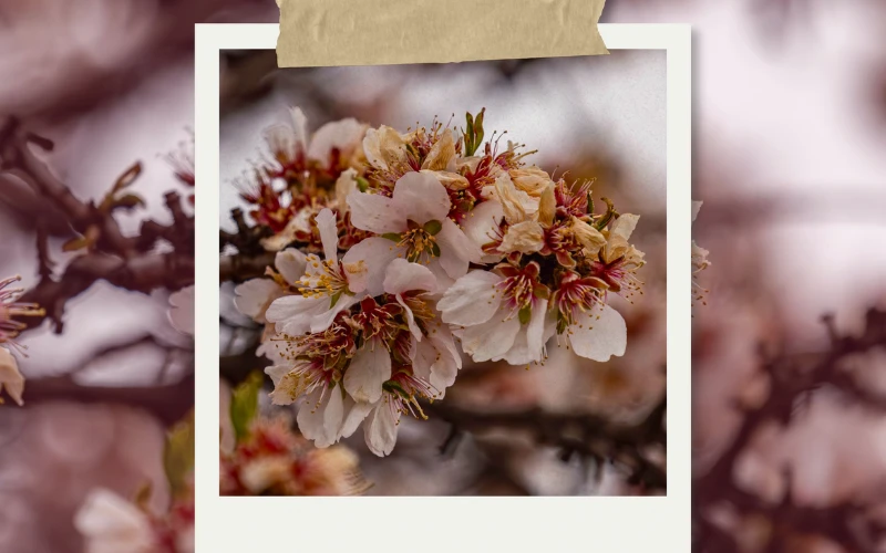 Close-up of spring blossoms with browned petals showing seasonal weather impact