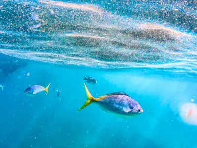 Colorful fish swimming near the ocean surface in clear blue water, showcasing marine biodiversity and healthy aquatic ecosystems.