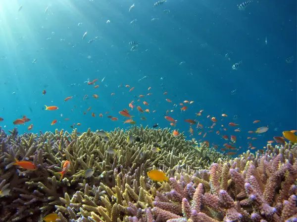 Colorful coral reef teeming with tropical fish under clear blue ocean water, showing vibrant marine biodiversity and healthy underwater ecosystems.