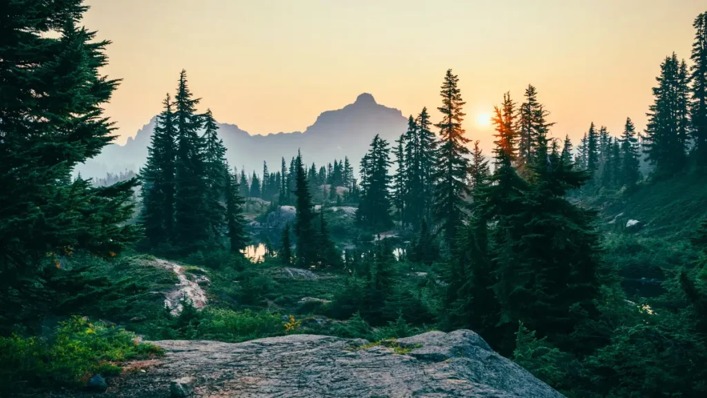 Sunlight filtering through a lush green forest in the mountains, symbolizing photosynthesis and nature’s life-giving energy cycle.