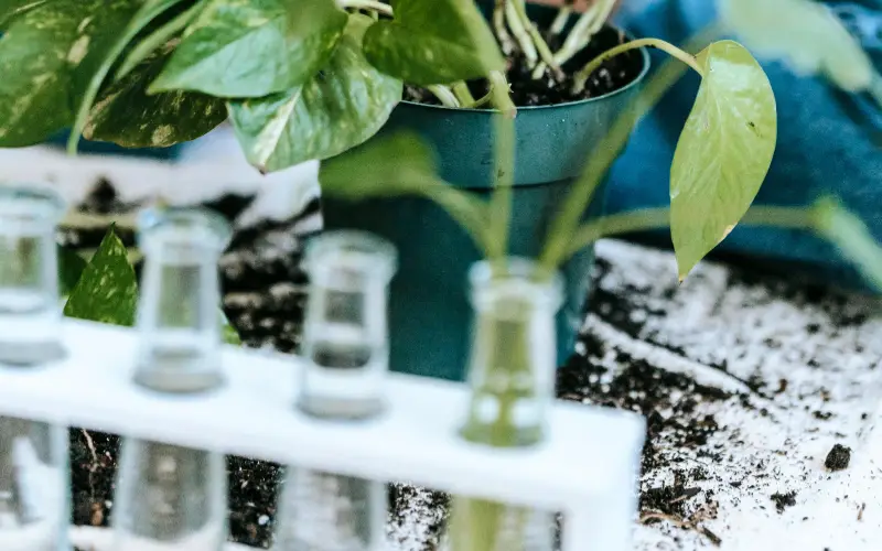 Close-up of green plant leaves beside glass test tubes in a laboratory setting, representing scientific research on plant growth and photosynthesis.
