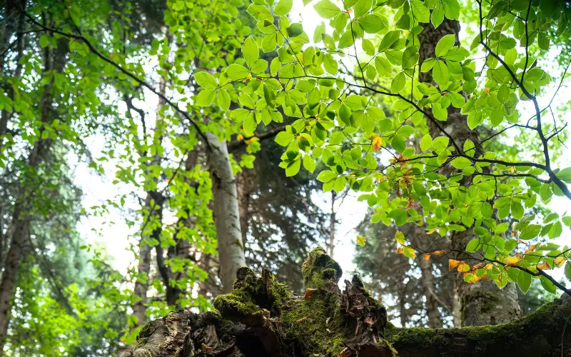 Sunlight filtering through green leaves in a dense forest, capturing the natural process of photosynthesis and the balance between light, air, and plant life.