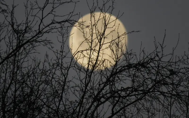 The full Beaver Moon glowing through leafless tree branches on a misty November night in the United States.