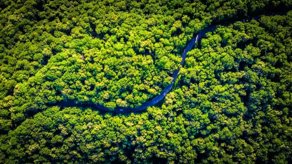 Aerial view of a dense Amazon rainforest with a winding river cutting through green canopy, symbolizing reforestation and ecological restoration efforts by a Brazilian reforestation startup.