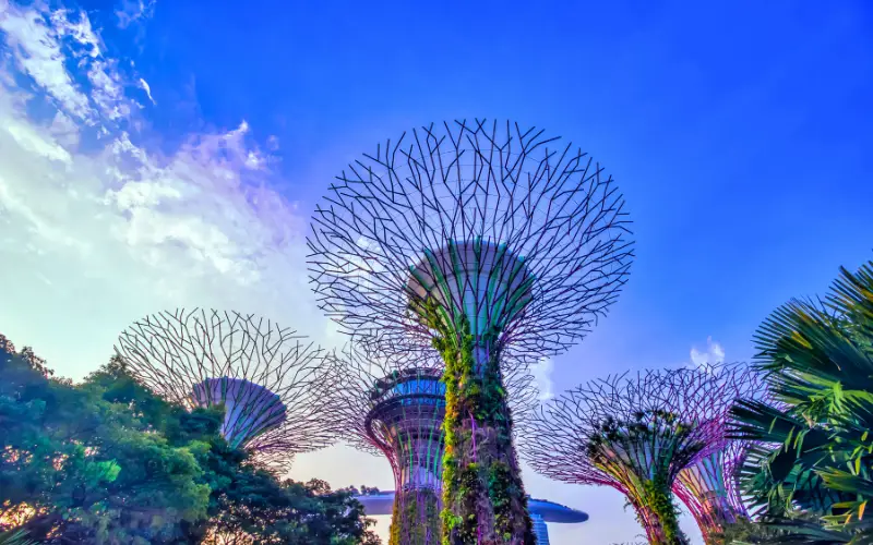 View of Singapore’s Supertree Grove at Gardens by the Bay, featuring futuristic tree-like structures covered in greenery that showcase the city’s commitment to innovation and sustainability.