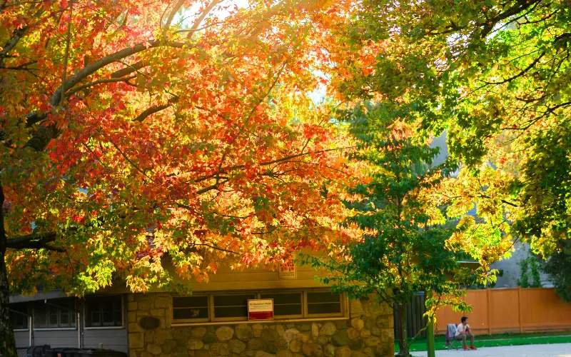 Sunlight filtering through colorful autumn trees in Vancouver, Canada, symbolizing the city’s harmony with nature and commitment to sustainability and green living.