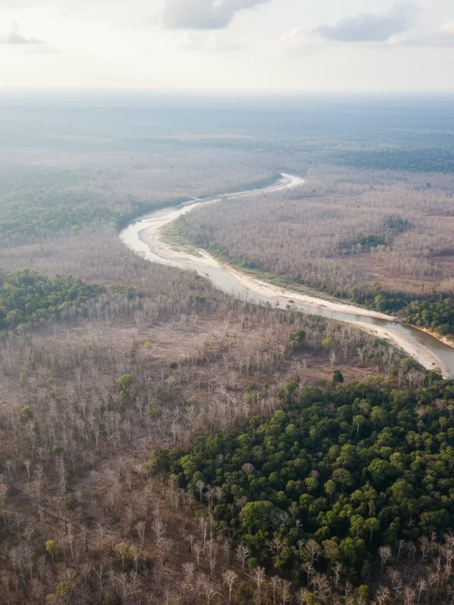 Amazon Rainforest Reaches a Dangerous Climate Turning Point