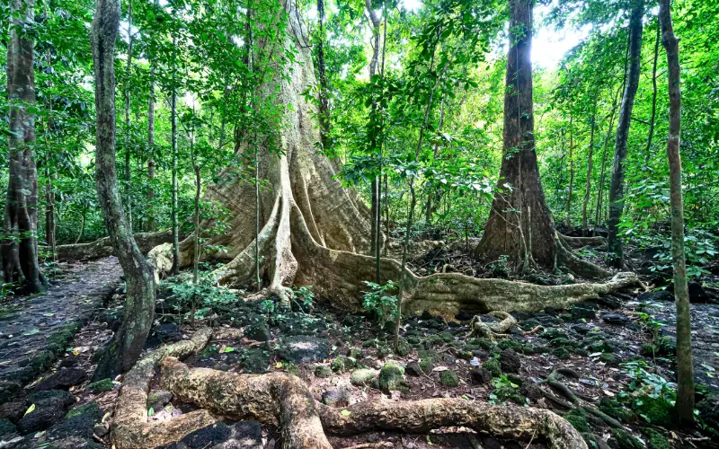 world's largest cave and rainforests with massive tree roots and lush green foliage.